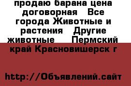 продаю барана цена договорная - Все города Животные и растения » Другие животные   . Пермский край,Красновишерск г.